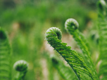 Close-up of fern