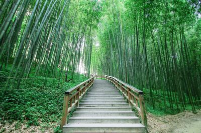 Bamboo trees in forest