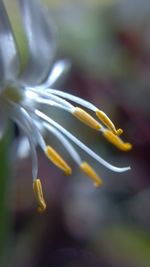 Close-up of flower against blurred background