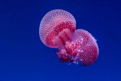 Close-up of jellyfish swimming in sea