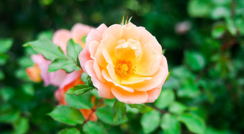 Close-up of rose flower