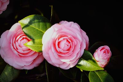 Close-up of pink rose blooming outdoors