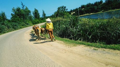 Rear view of horse cart on road