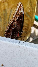 Close-up of insect