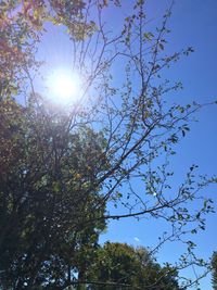 Low angle view of trees against clear sky