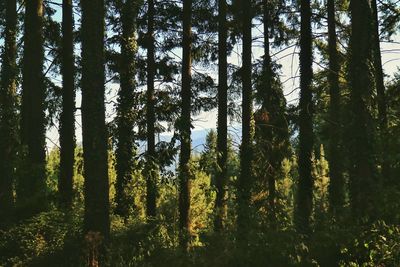 Low angle view of trees in forest