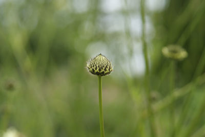 Close-up of dandelion on field