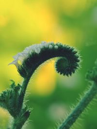 Close-up of fern leaves on plant