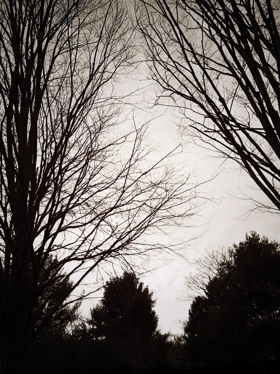 silhouette, nature, tree, sky, no people, beauty in nature, tranquility, low angle view, outdoors, day