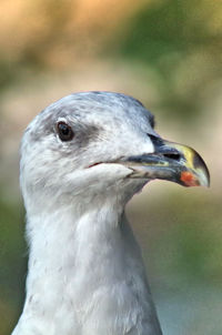 Close-up of seagull