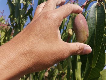 Close-up of hand holding fruit