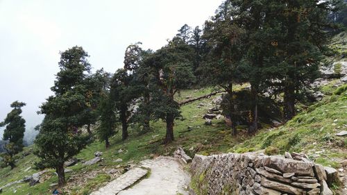 View of trees against sky