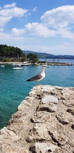 Seagull on a beach