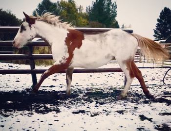 Horse standing in ranch