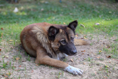 Portrait of dog sitting on land