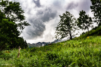 Panoramic view of trees on field against sky