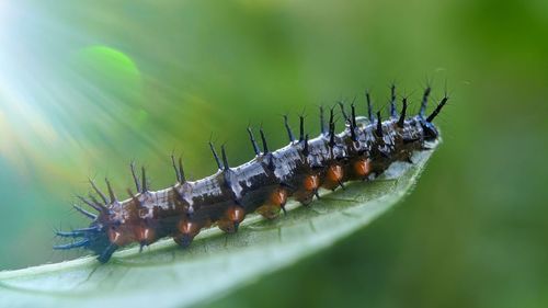 Close-up of caterpillar