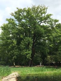 Scenic view of trees on field against sky