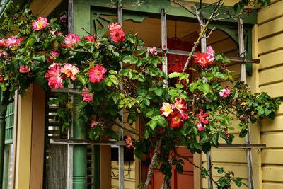 Red and pink mottled heirloom roses blooming on wood trellis outside porch of vintage house