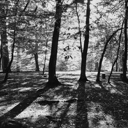 Trees growing in sunlight