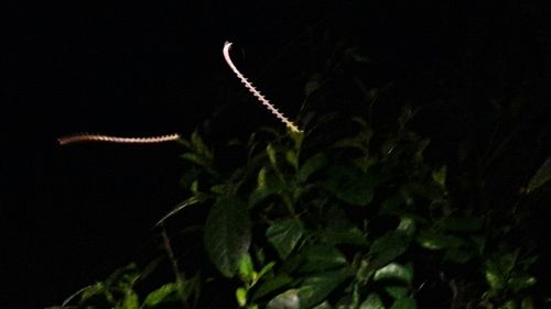 Close-up of plant against blurred background