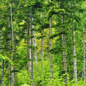 View of bamboo trees in forest