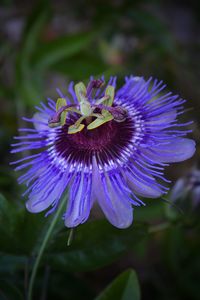 Close-up of purple flower
