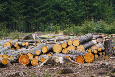 Pile of wood. a view of huge stacks of logs.