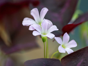 Close-up of purple flowering plant