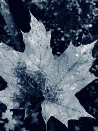 Close-up of water drops on maple leaf during winter