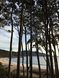 Trees on beach against sky