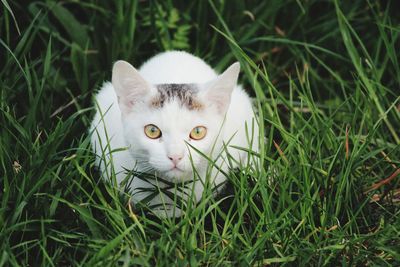 Portrait of a cat on grass