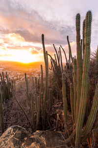 Plants growing on field against sky during sunset