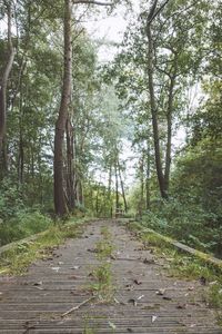 Empty footpath in forest