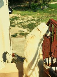 Dog standing in yard