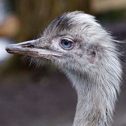 Close-up side view of ostrich