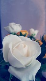 Close-up of white rose