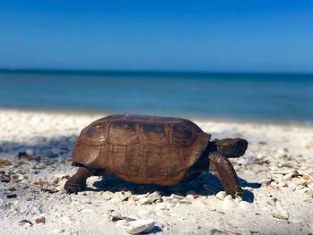 Close-up  of turtle 