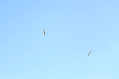 Low angle view of bird flying in sky