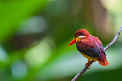 Close-up of a bird perching on branch