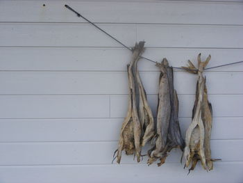 Cod fish drying on rope against white wall