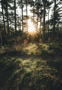 Sunlight streaming through trees in forest