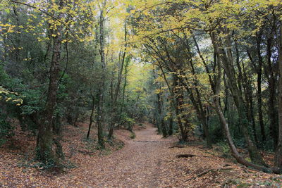 Trees in forest during autumn