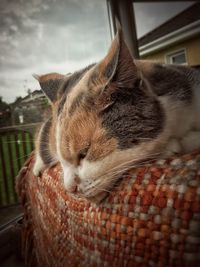 Close-up of cat sleeping