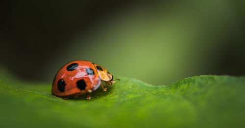 Close-up of ladybug on leaf