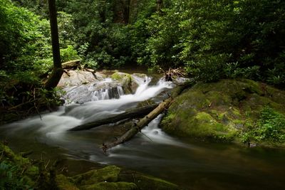 Scenic view of waterfall in forest