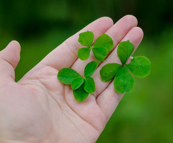 Close-up of hand holding leaves