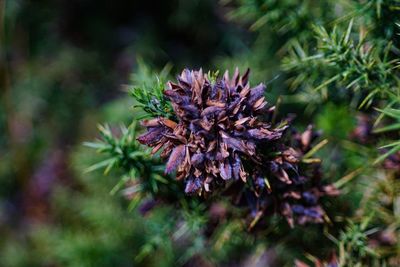 Close-up of pine tree