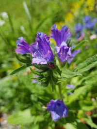 Close-up of purple flowers blooming outdoors