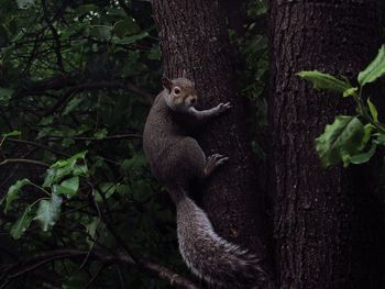 Squirrel on tree trunk